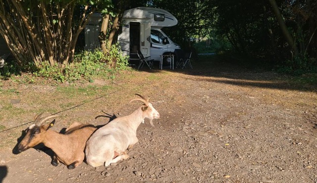 Camping: bring your tent or van