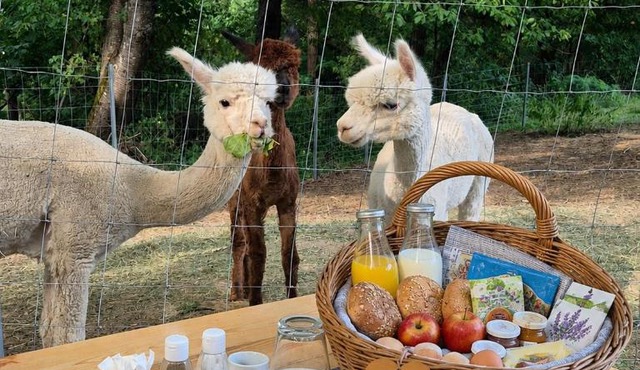 Tinyhouse mit Alpakas Ruhe &Natur-Waldminze Südburgenland Frühstück zubuchbar
