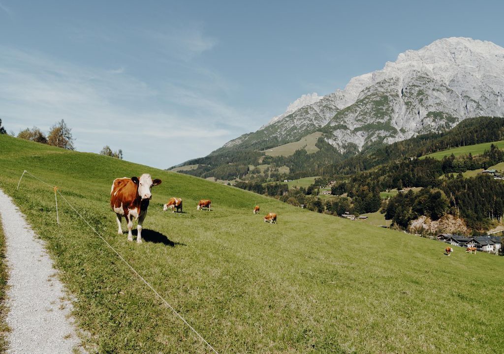 Photo of Others in Leogang