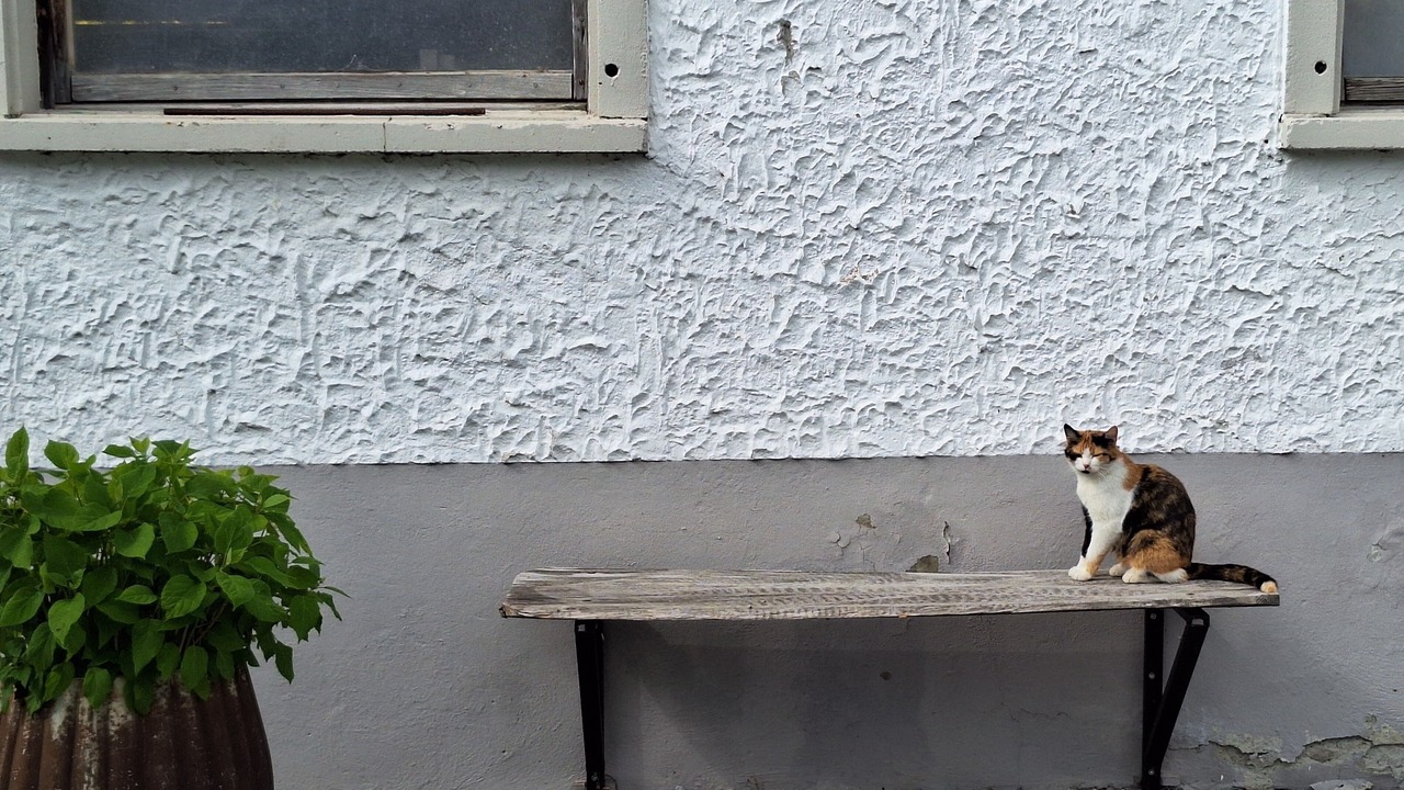 Photo of Others in Hittisau