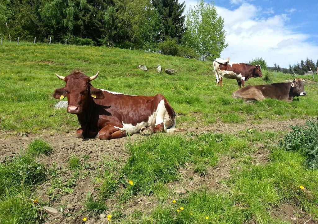 Photo of Others in Fresach
