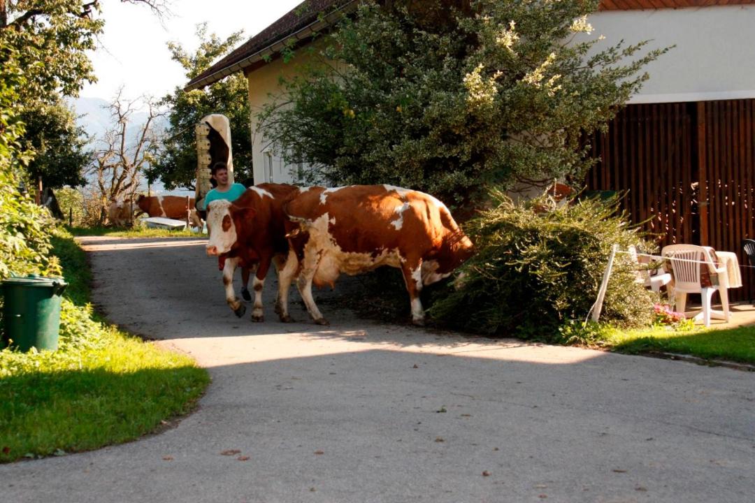 Photo of Others in Spittal an der Drau