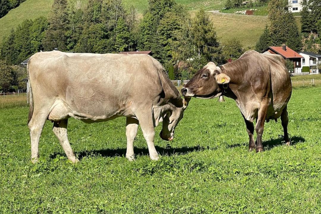 Photo of Others in Schruns