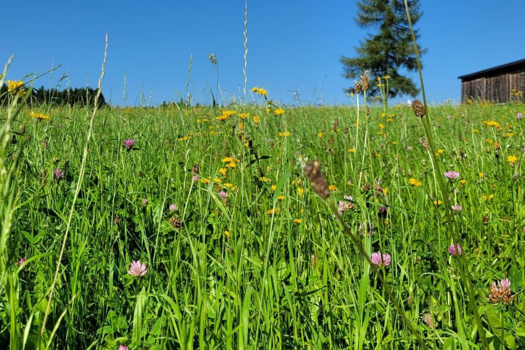 Photo of Others in Grafenschlag