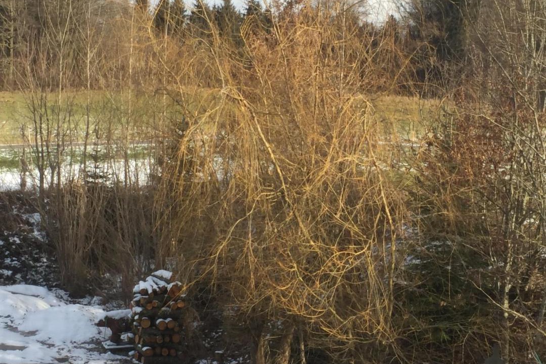 Photo of Others in Kirchberg bei Mattighofen